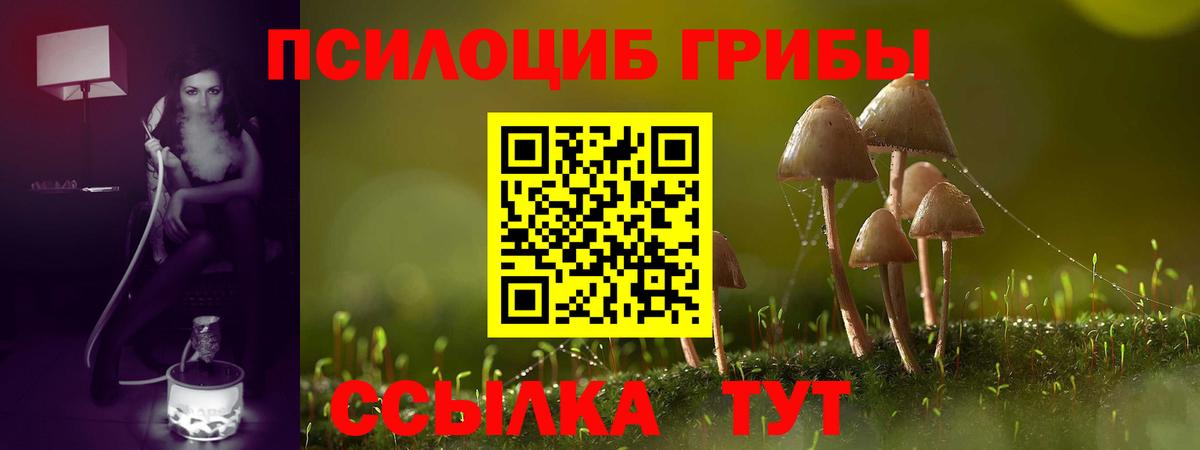 Псилоцибиновые грибы Psilocybine cubensis  закладка  Псилоцибиновые грибы Psilocybe  Апатиты 